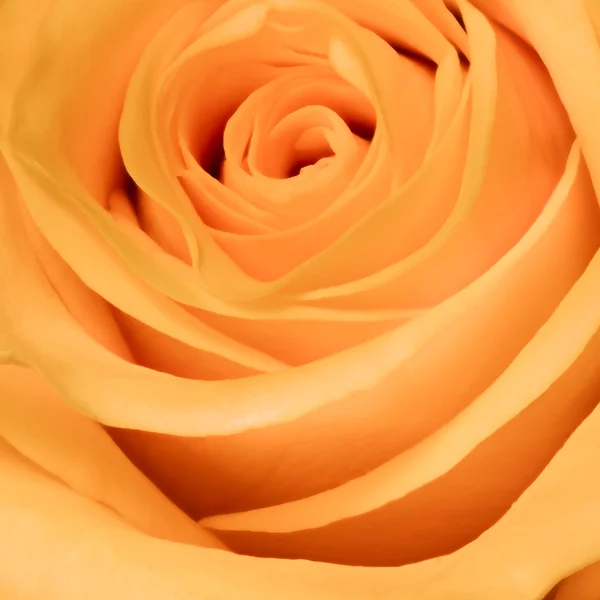 Помаранчева троянда крупним планом — стокове фото