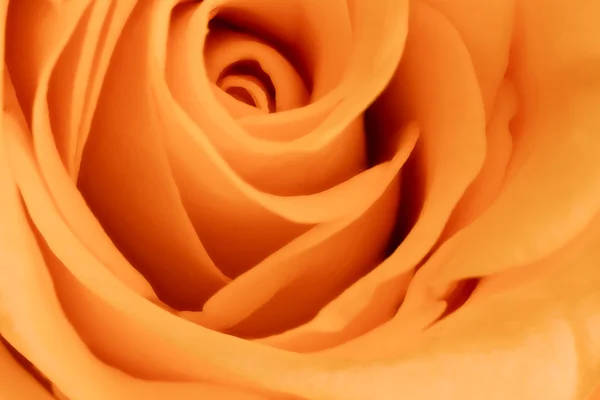 Narancs rózsa közelről — Stock Fotó