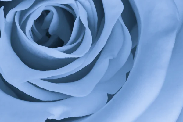 Rosa azul de cerca —  Fotos de Stock