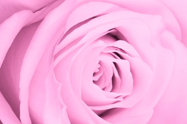 ピンク色のバラが — ストック写真