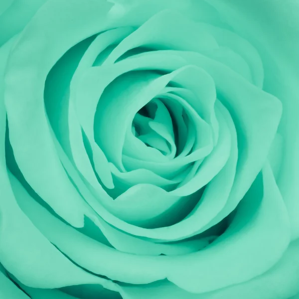 Green rose yakın çekim — Stok fotoğraf