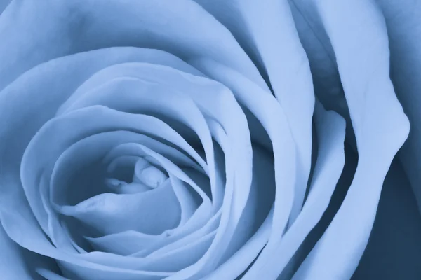 Blå rose nært – stockfoto
