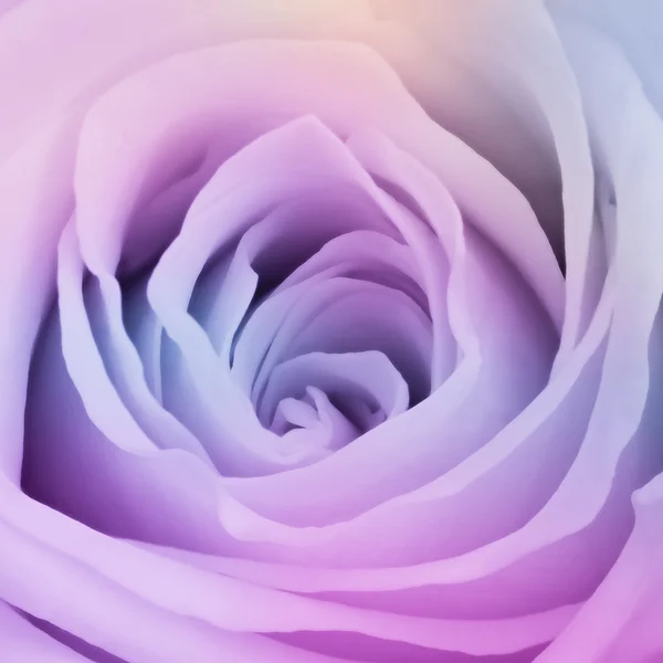 stock image Multicolor rose