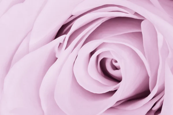 Violeta rosa de cerca —  Fotos de Stock