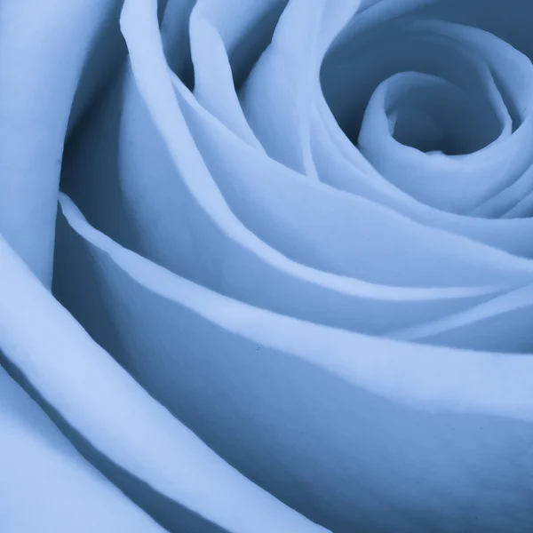 Stock image Blue rose close up