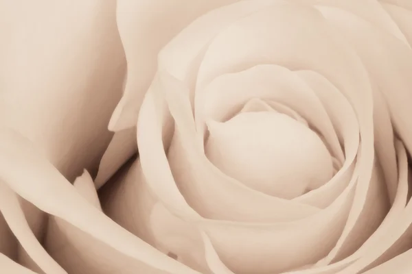 白いバラが近づいてきた — ストック写真