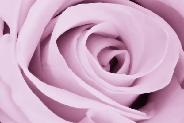 Fioletową różanym z bliska — Zdjęcie stockowe