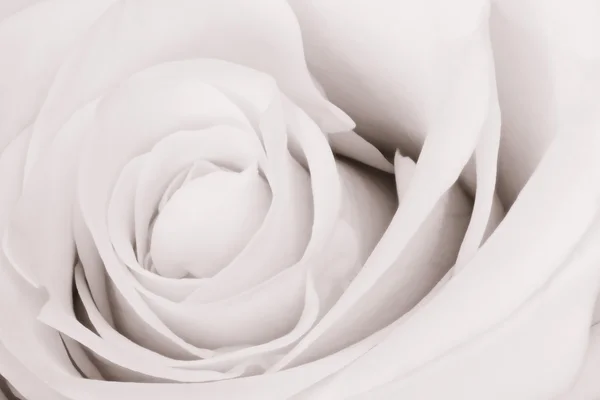 Rosa blanca de cerca — Foto de Stock