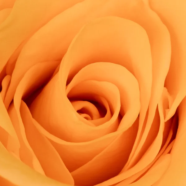 Narancs rózsa közelről — Stock Fotó