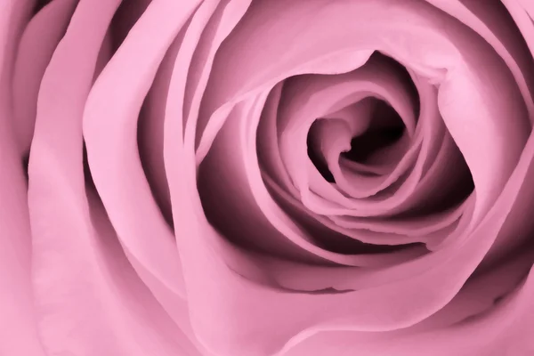 Rózsaszín rózsa közelről — Stock Fotó