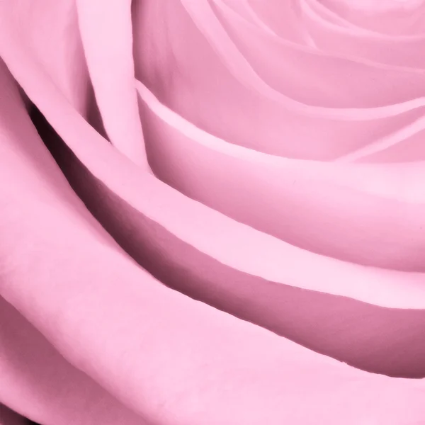 Pink rose close up — Stock Photo, Image