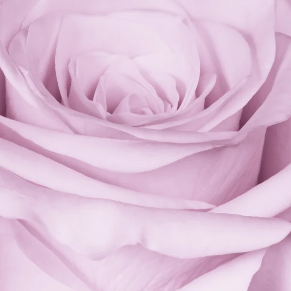 Fialová růže zblízka — Stock fotografie