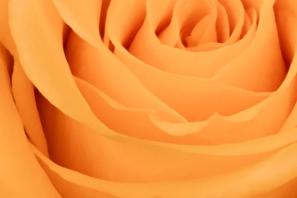 Pomarańczowy róża zbliżenie — Zdjęcie stockowe