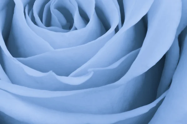 Niebieska róża z bliska — Zdjęcie stockowe