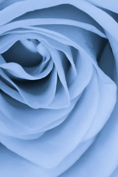 蓝玫瑰关门 — 图库照片