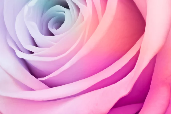 Multicolor rose — Stock Photo, Image