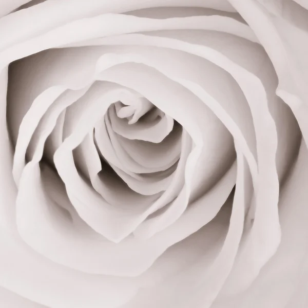 Біла троянда крупним планом — стокове фото