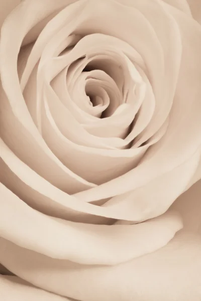 White rose close up — Stock Photo, Image