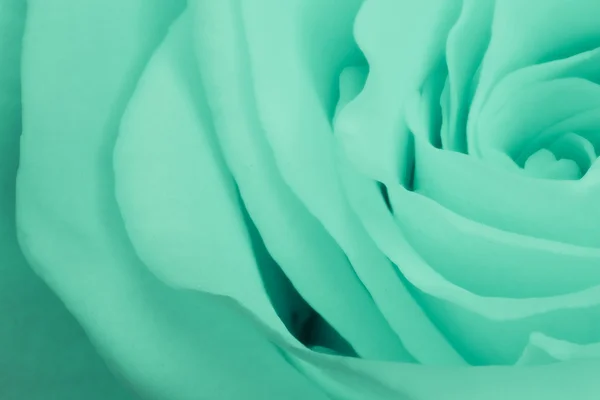 stock image Green rose close up