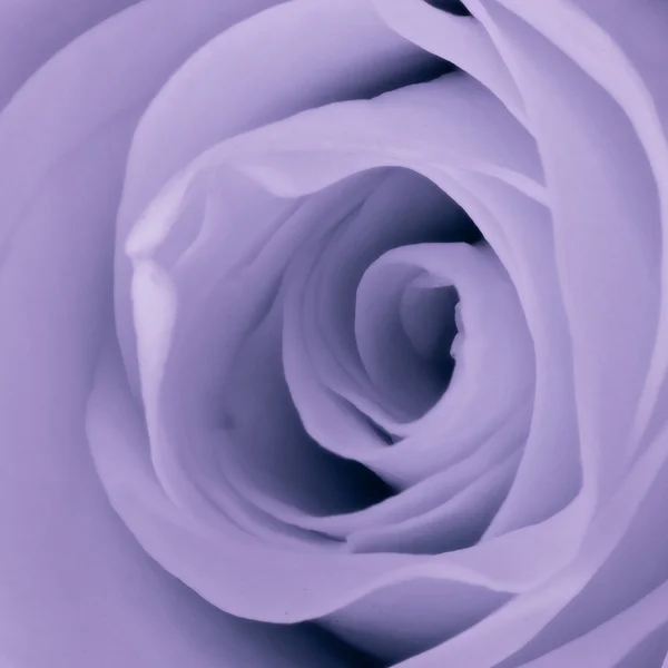 Violet rose close up — Stock Photo, Image