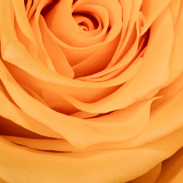 Rosa naranja de cerca —  Fotos de Stock