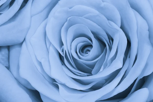 蓝玫瑰关门 — 图库照片