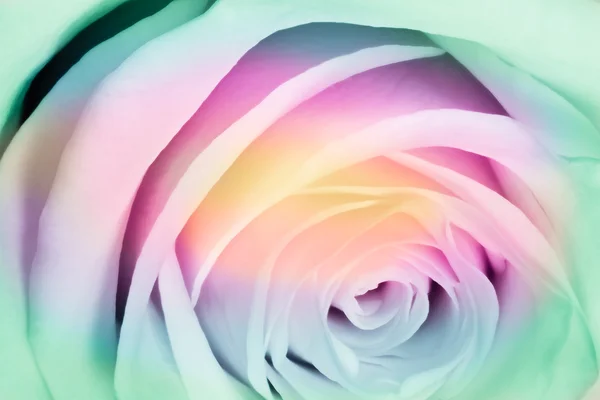 Πολύχρωμα τριαντάφυλλο — Φωτογραφία Αρχείου