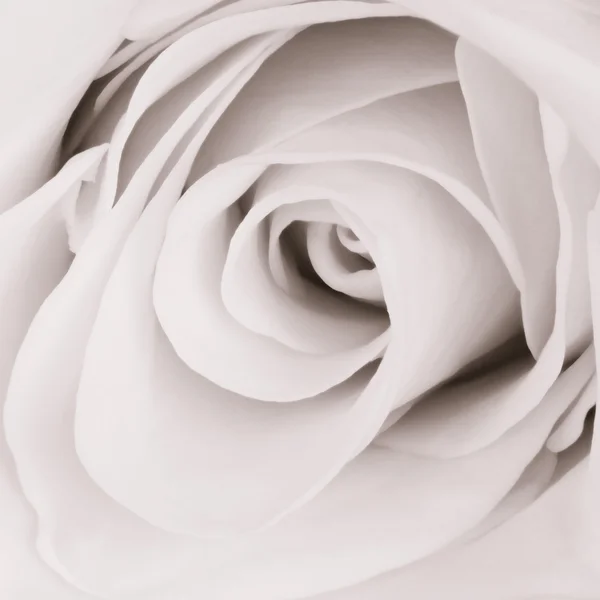 Rosa blanca de cerca —  Fotos de Stock