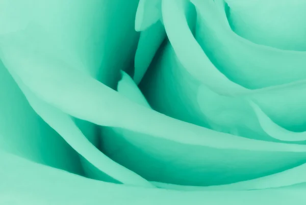 Зелёная роза крупным планом — стоковое фото