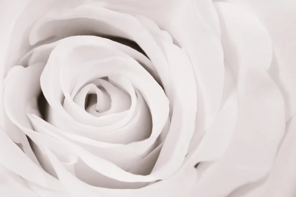 Rose blanche gros plan — Photo