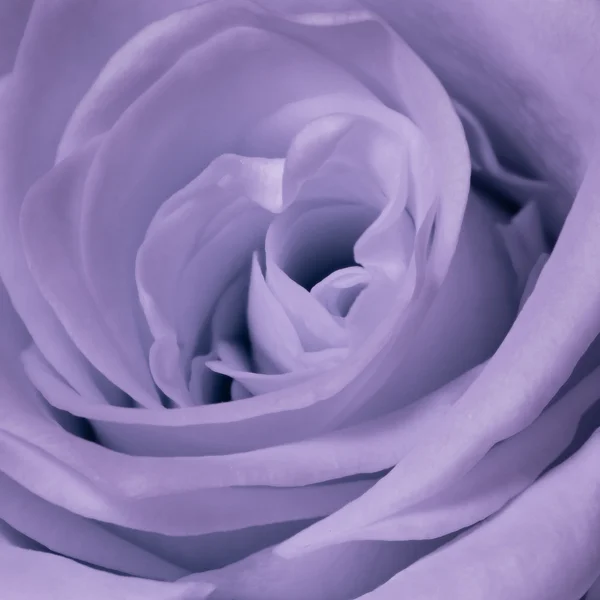 Фіолетовий виріс крупним планом — стокове фото