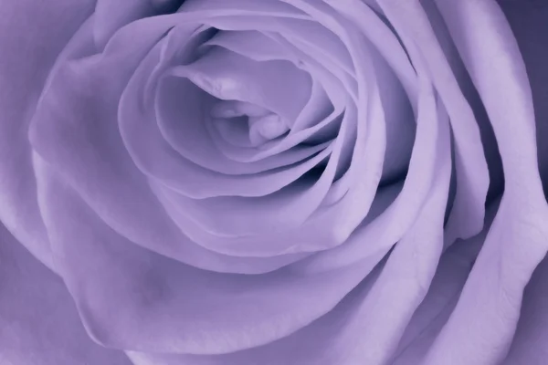 Violet ros på nära håll — Stockfoto