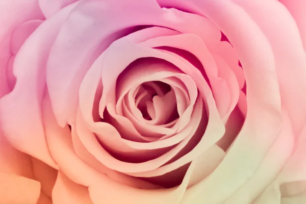Rosa multicolor — Fotografia de Stock