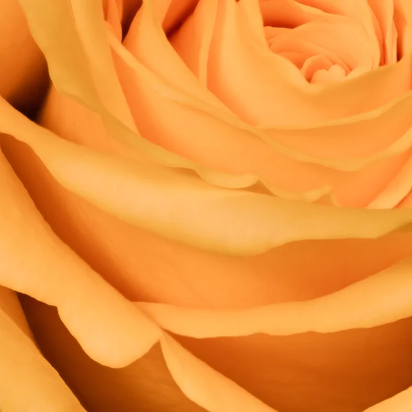 Rosa arancione da vicino — Foto Stock