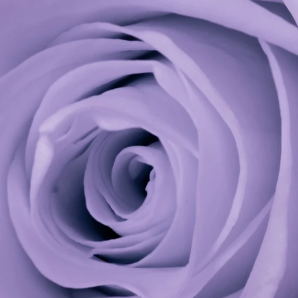 Violet rosa da vicino — Foto Stock