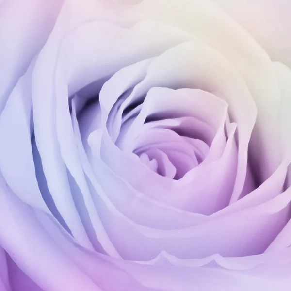 Trandafir multicolor — Fotografie, imagine de stoc