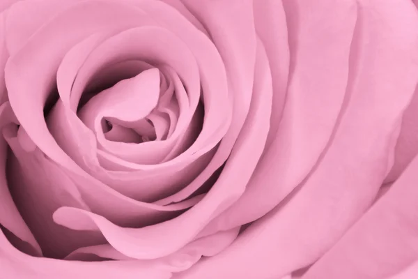 Rosa rosa da vicino — Foto Stock