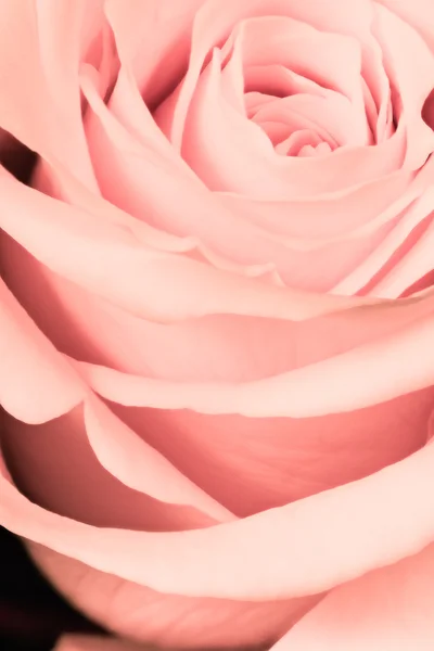 Pink rose close up Stock Picture