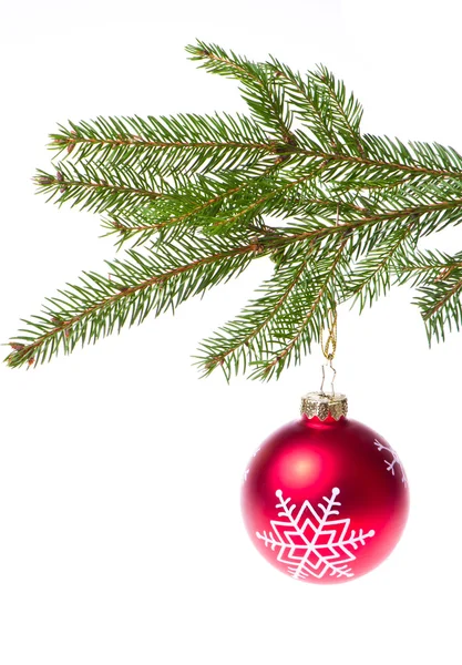 Červená koule visící ze smrkových vánoční stromeček — Stock fotografie