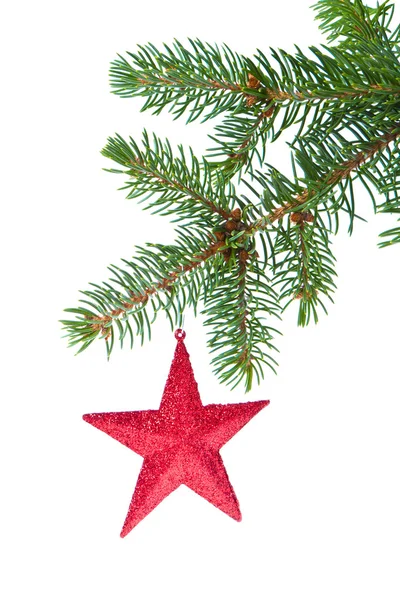 Красная рождественская звезда висит на дереве — стоковое фото