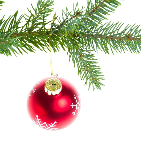 Red christmas ball on branch — Stock Photo, Image