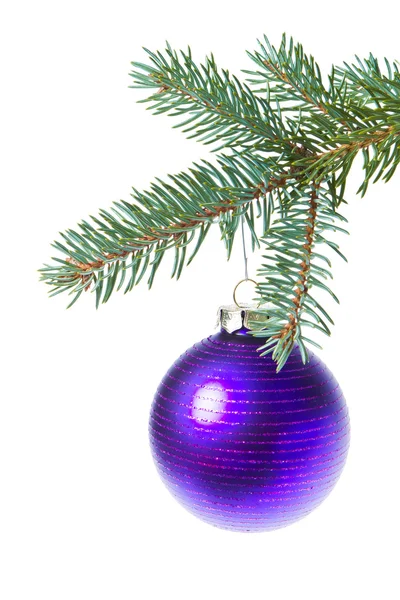 Ball hanging from spruce christmas tree Royalty Free Stock Photos