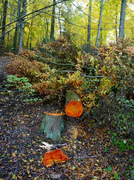 Huggit ned ett träd — Stockfoto