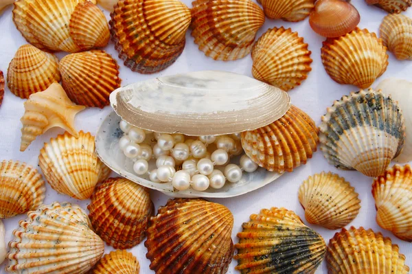 Various seashells — Stock Photo, Image