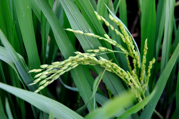 Çeltik pirinç — Stok fotoğraf