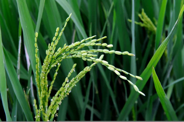 Paddy rice — Stock Photo, Image