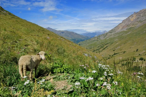 Ovce v průsmyku galibier, Francie — Stock fotografie