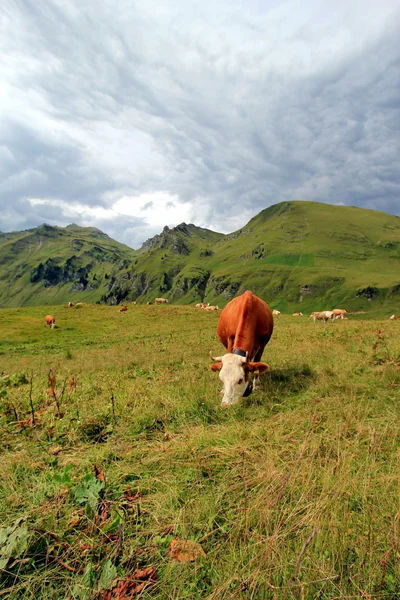 Mucche in montagna — Foto Stock