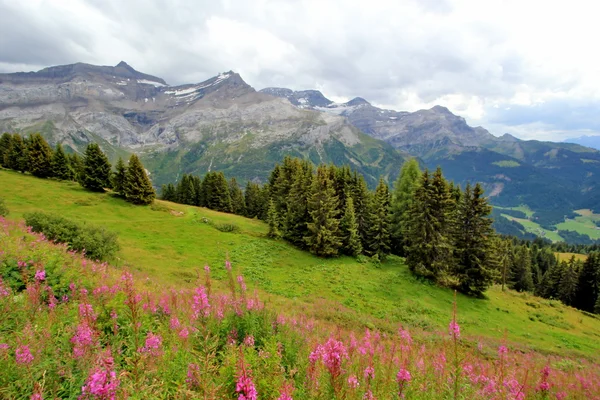 Schweizer Alpen — Stockfoto