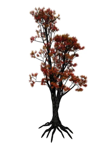 Sedir ağacı — Stok fotoğraf